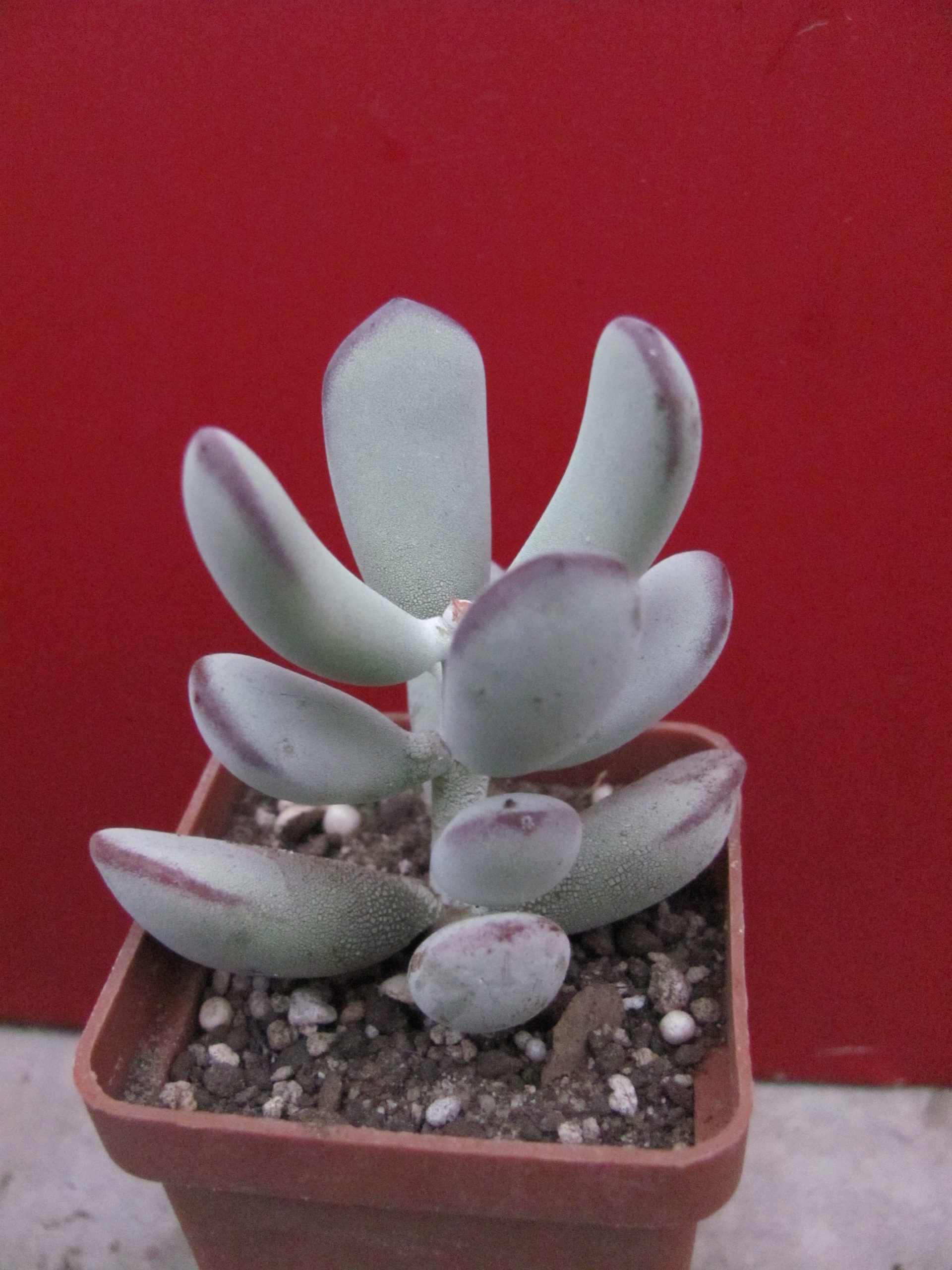 Cotyledon orbiculata  Oophylla