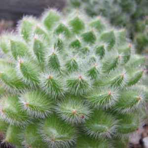 Echeveria  setosa