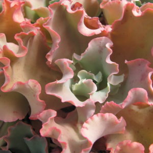 Echeveria