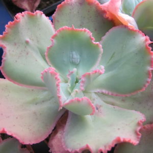Echeveria    Virginia Lee