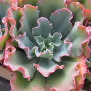 Echeveria   Blue Curls