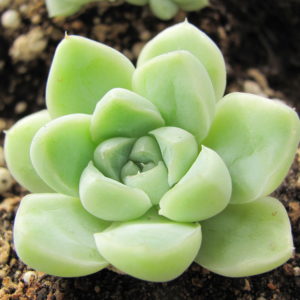 Echeveria albicans