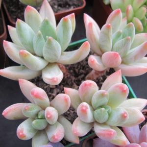 Echeveria jvonne