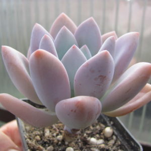 Pachyveria  Opalina