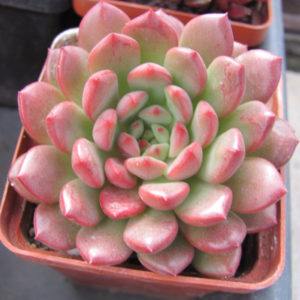 Echeveria  Bashful