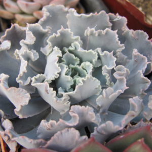 Echeveria  *Curly Pearl*
