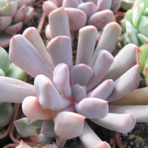Echeveria Cupid