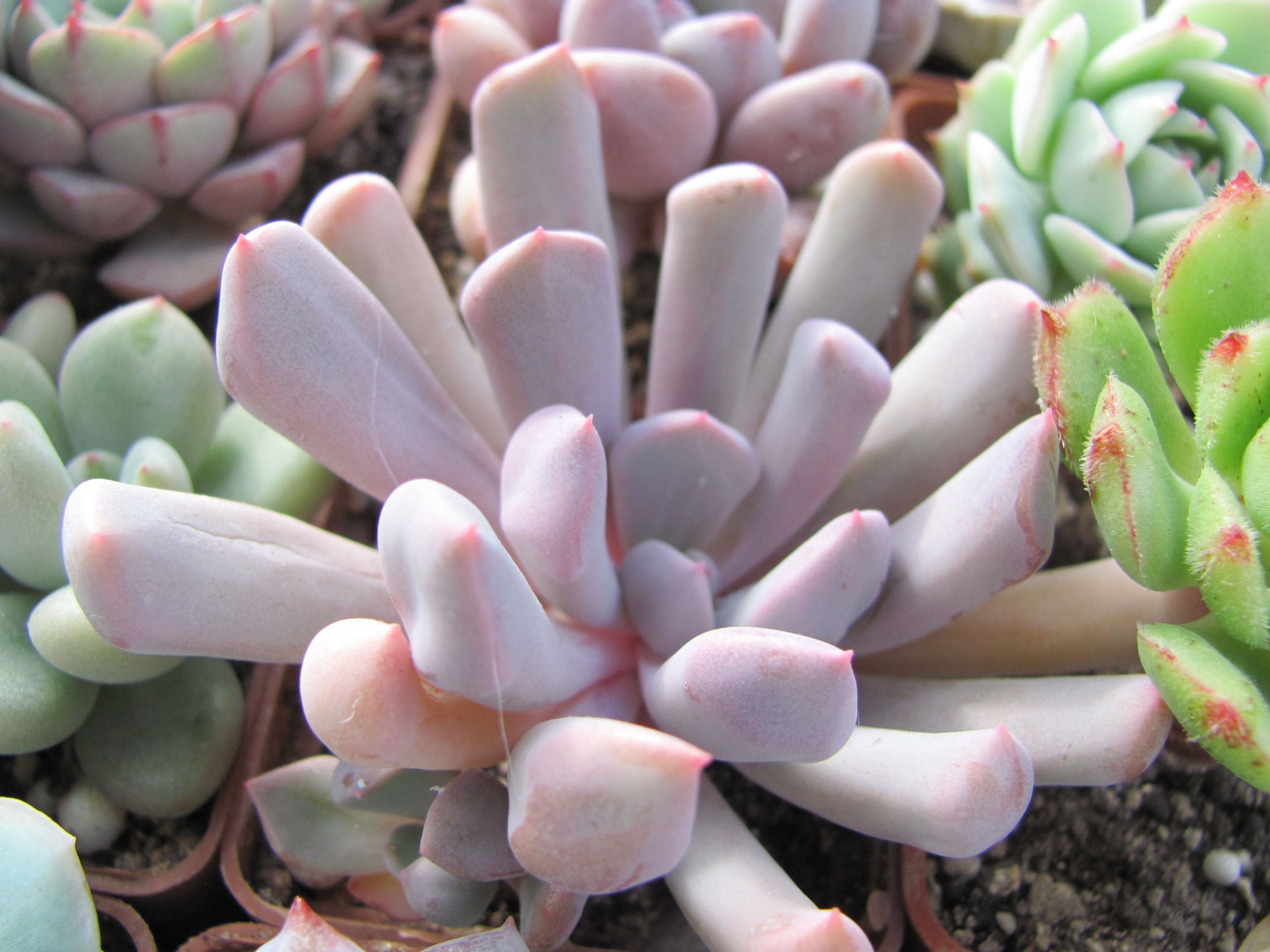 Echeveria Cupid