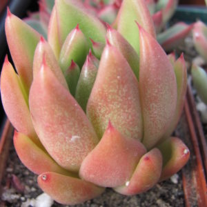 Echeveria Frank Reinelt