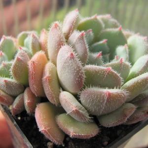 Echeveria *Comet*