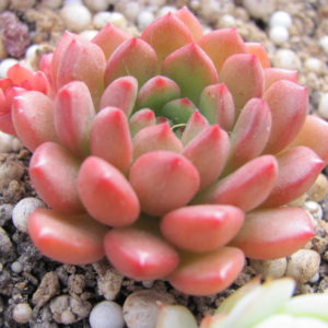 Echeveria Bashful