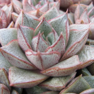 Echeveria purpusorum  *White form*