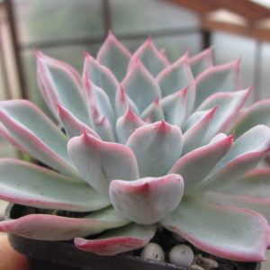 Echeveria Black Swan