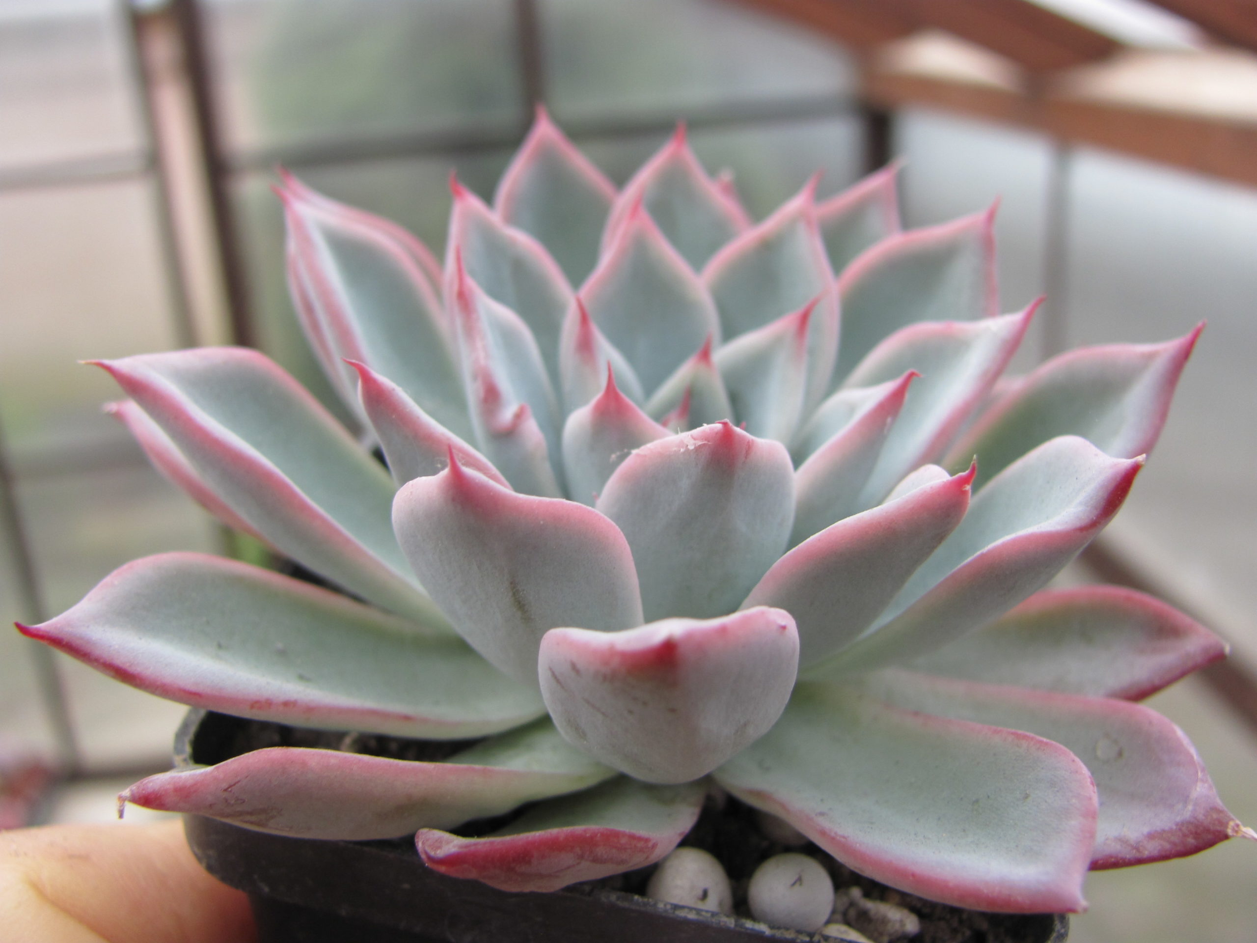 Echeveria Black Swan
