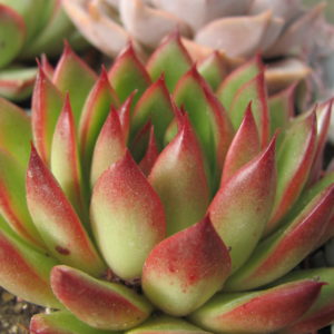 Echeveria Christmas
