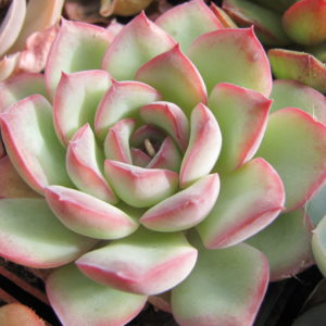 Echeveria  Hercules