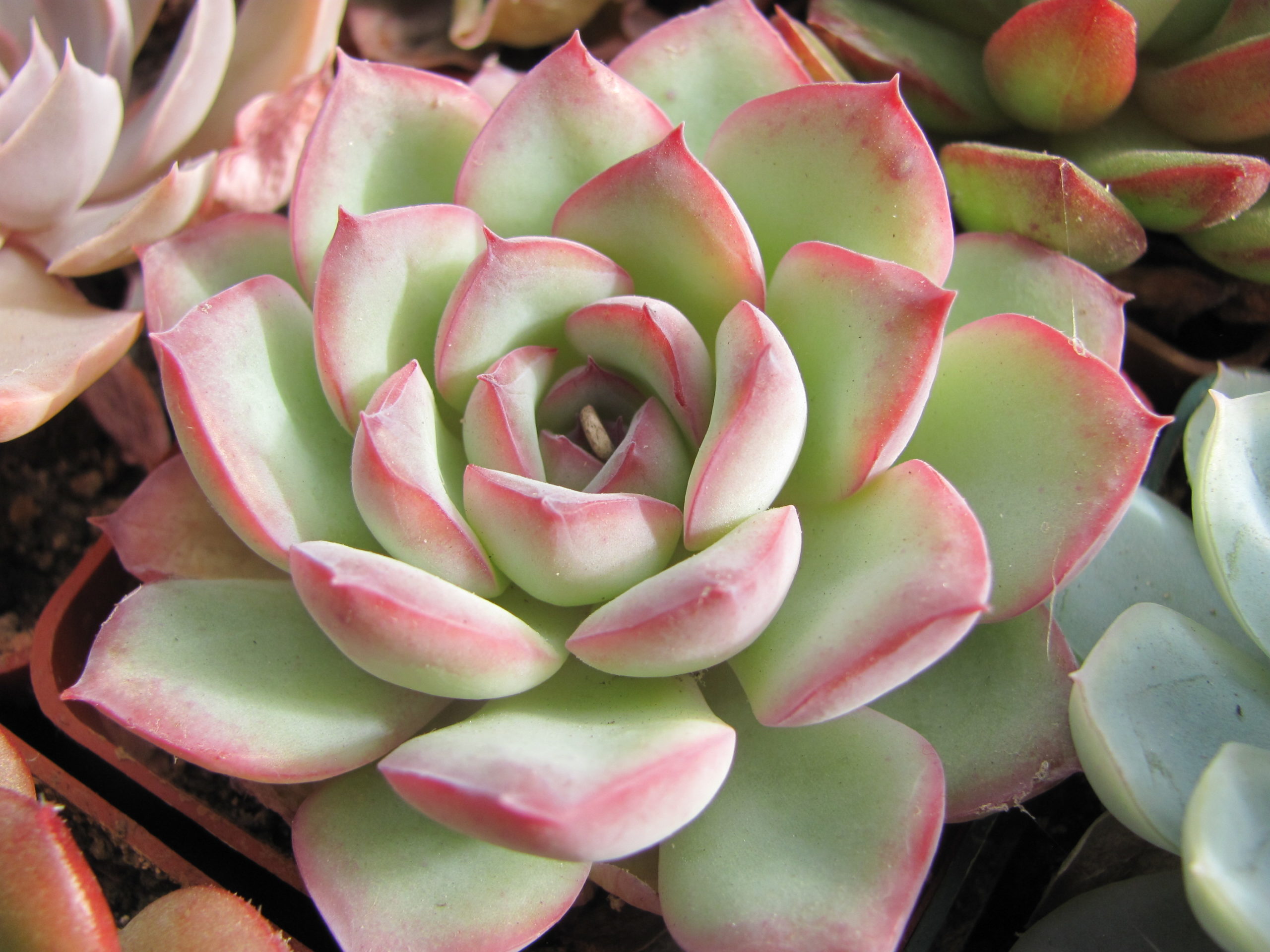Echeveria  Hercules