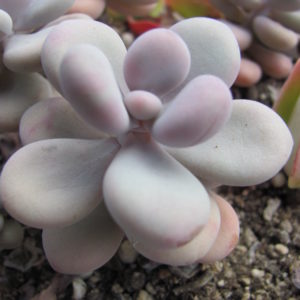 Pachyphytum Pink