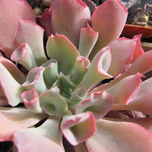 Echeveria  Trumpet Pinky