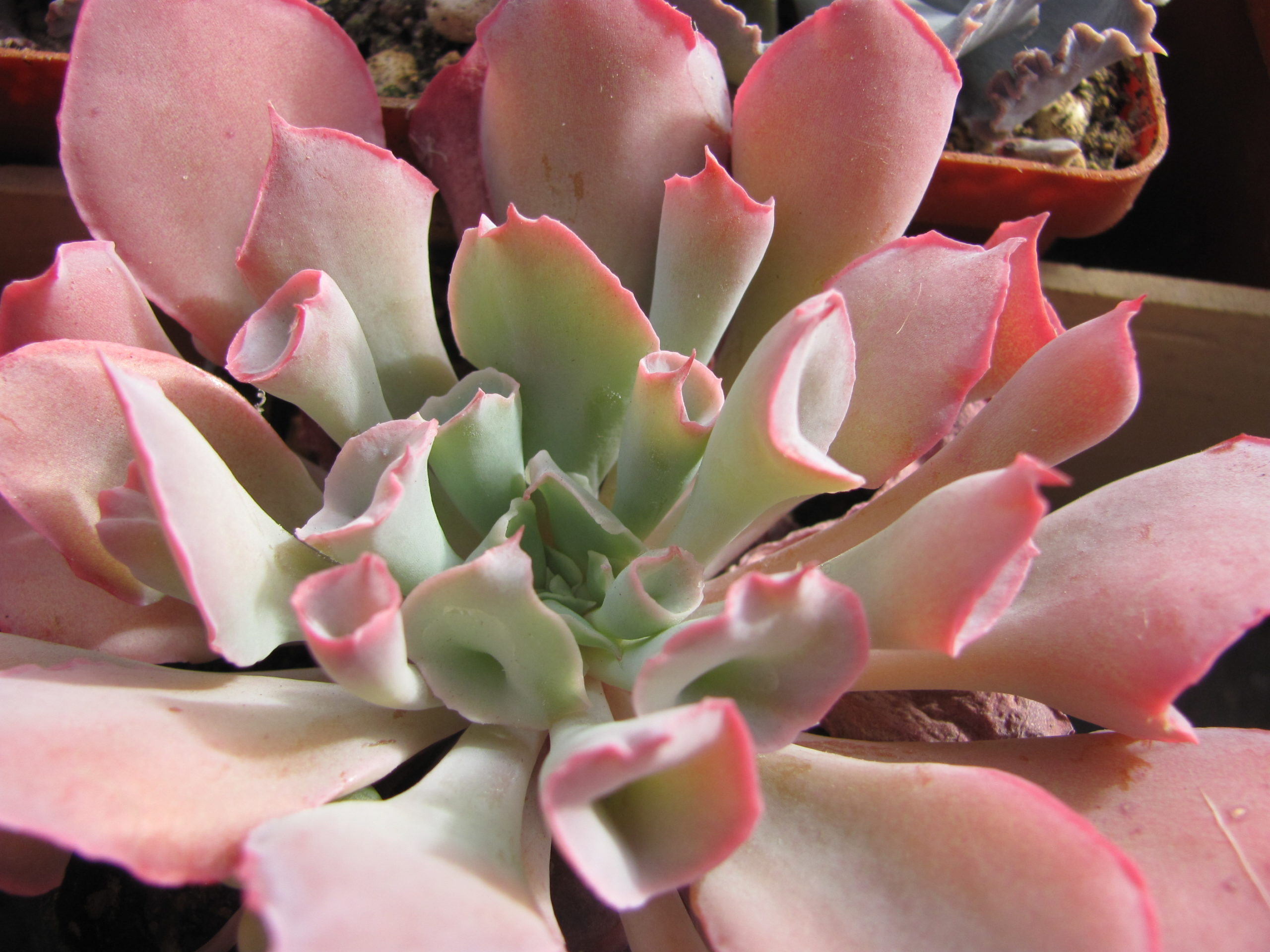 Echeveria  Trumpet Pinky