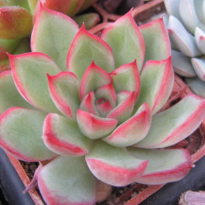 Echeveria