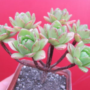 Aeonium sedifolium hybr.