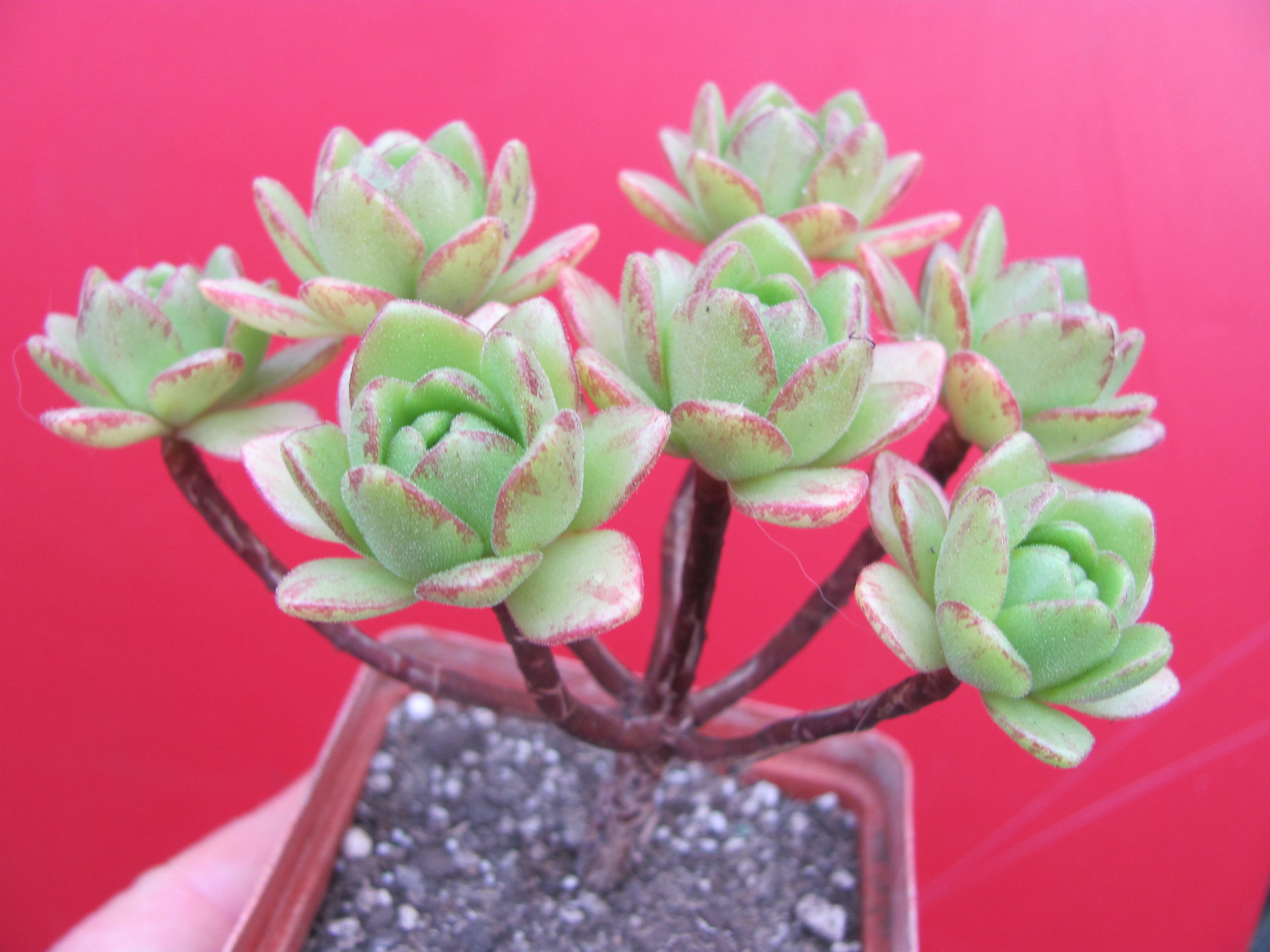 Aeonium sedifolium hybr.
