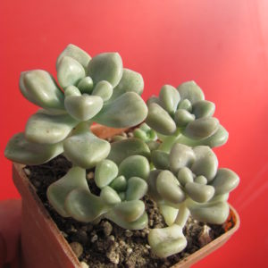 Sedum  Mendosae