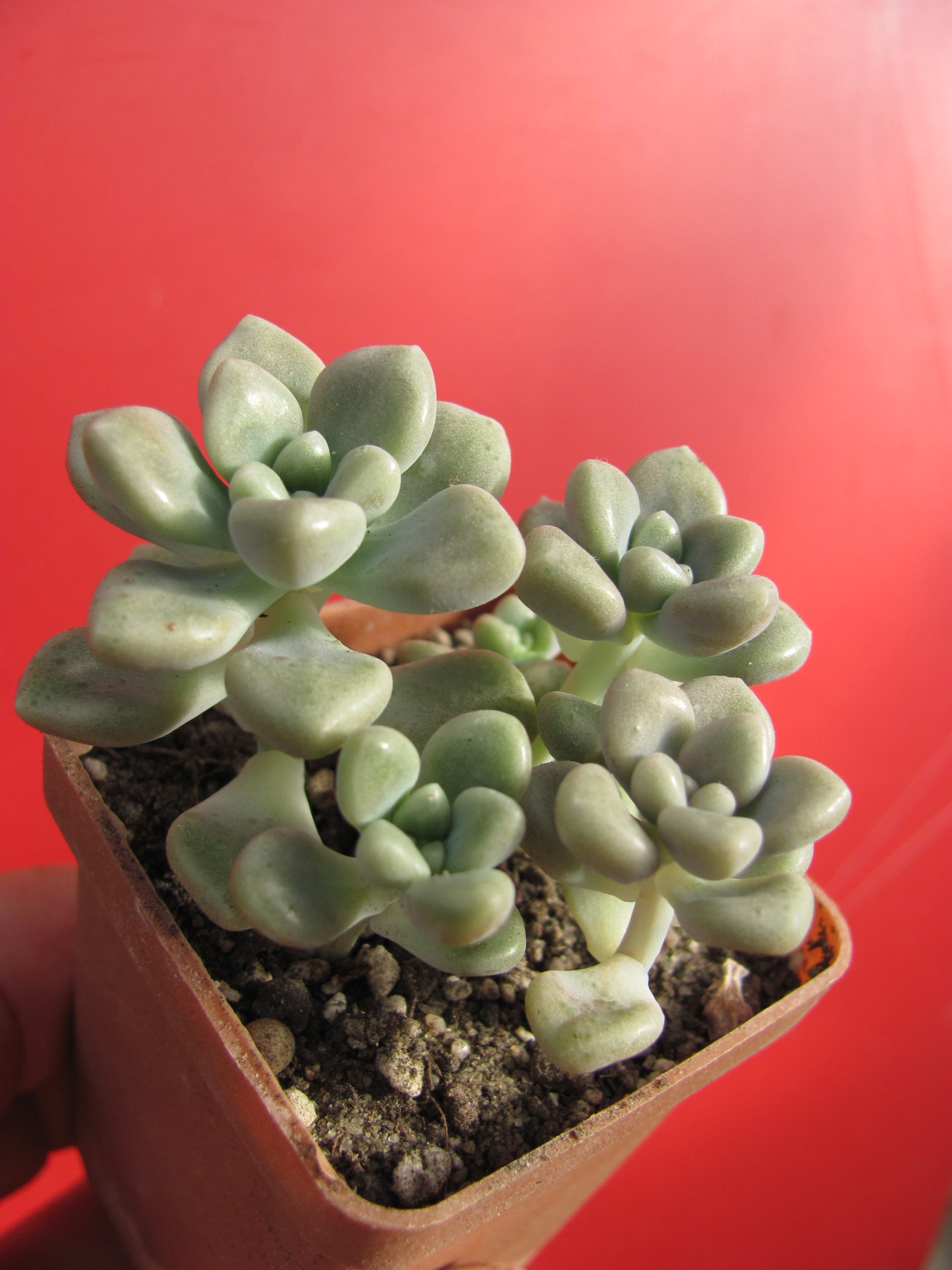 Sedum  Mendosae