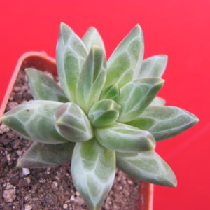 Pachyphytum   compactum  *Purple Diamond*