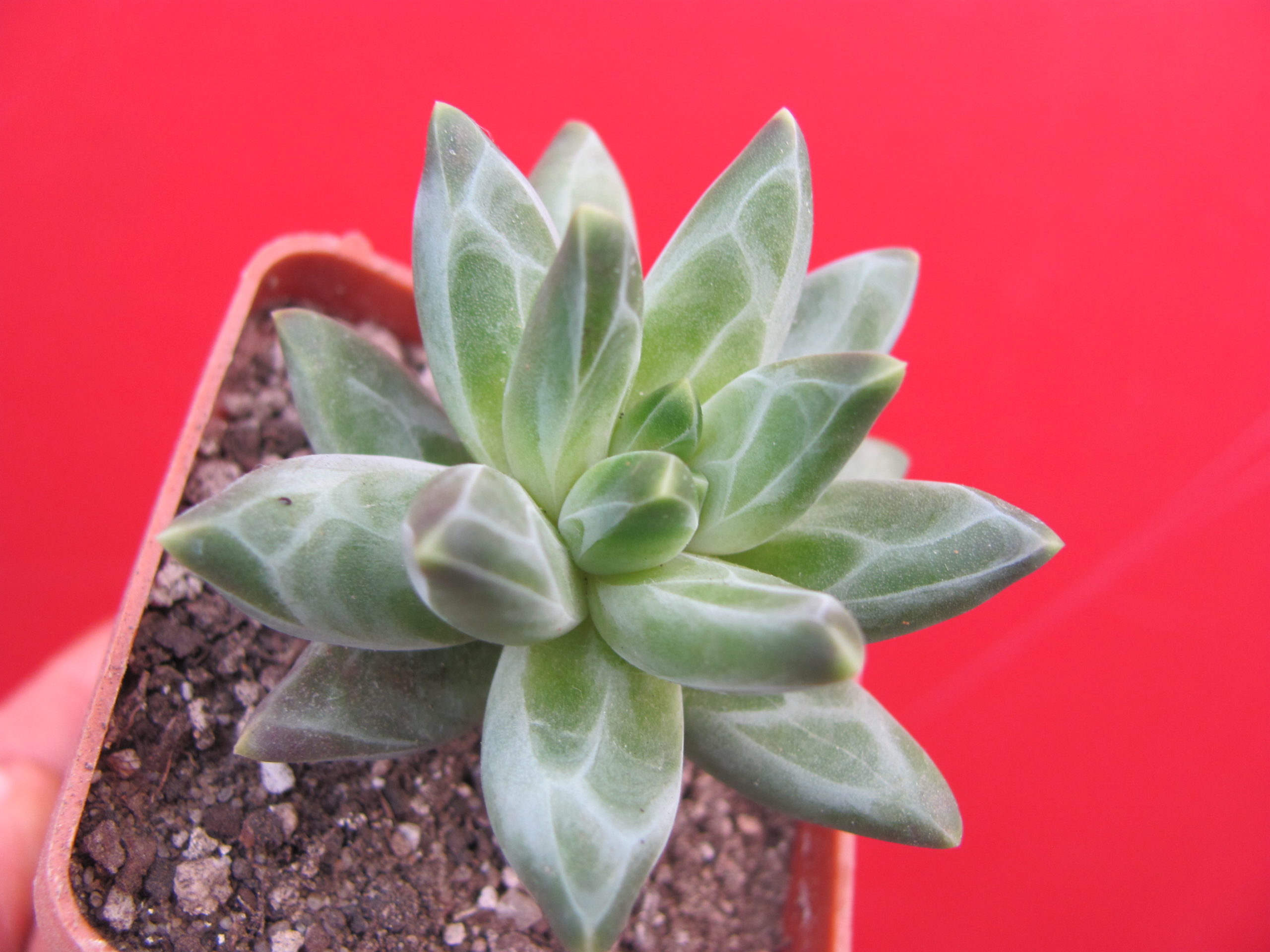 Pachyphytum compactum *Purple Diamond*