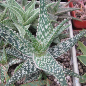 Aloe   hybr.