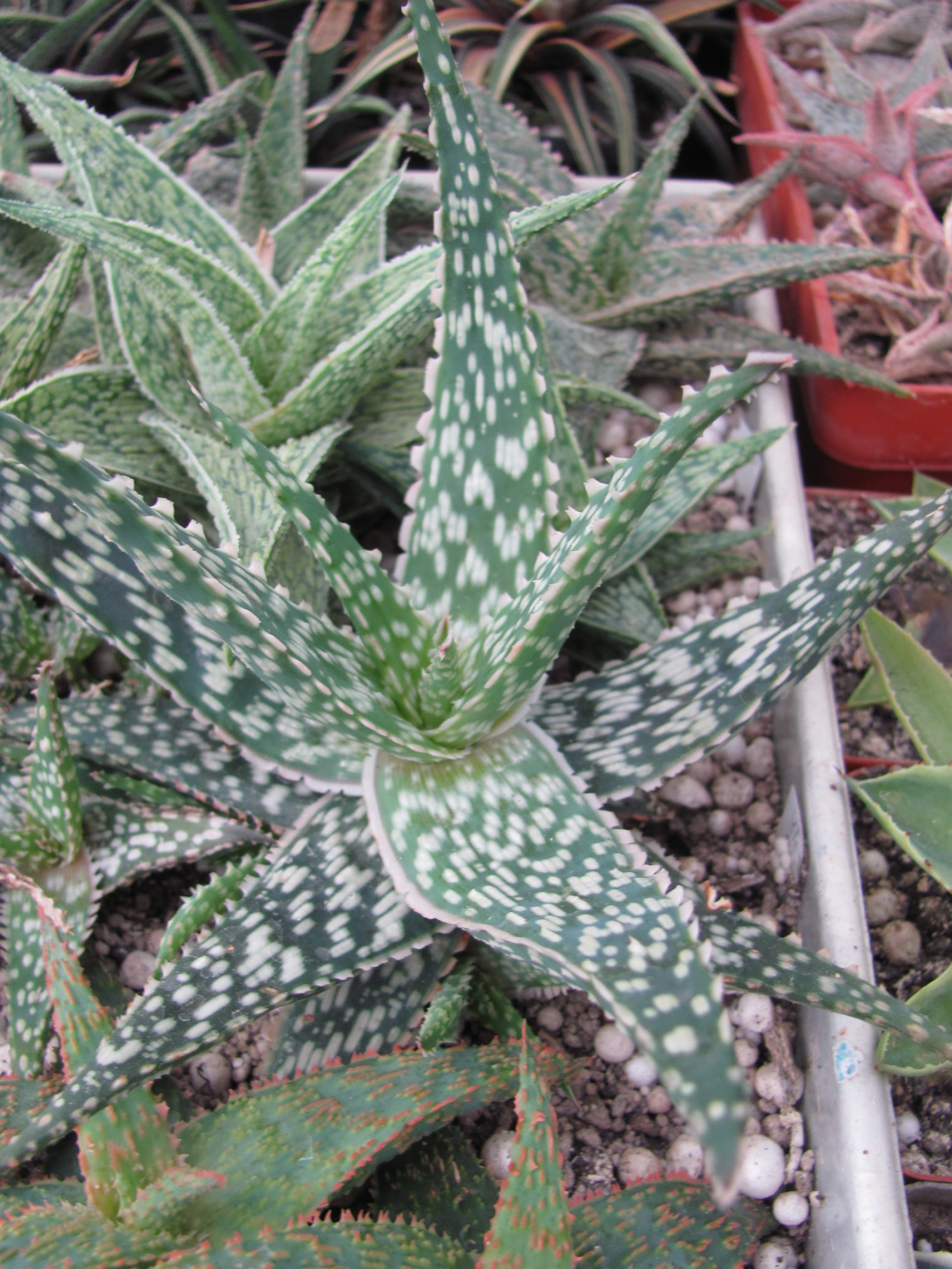 Aloe hybr.