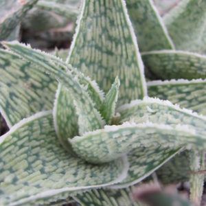Aloe   hybr.