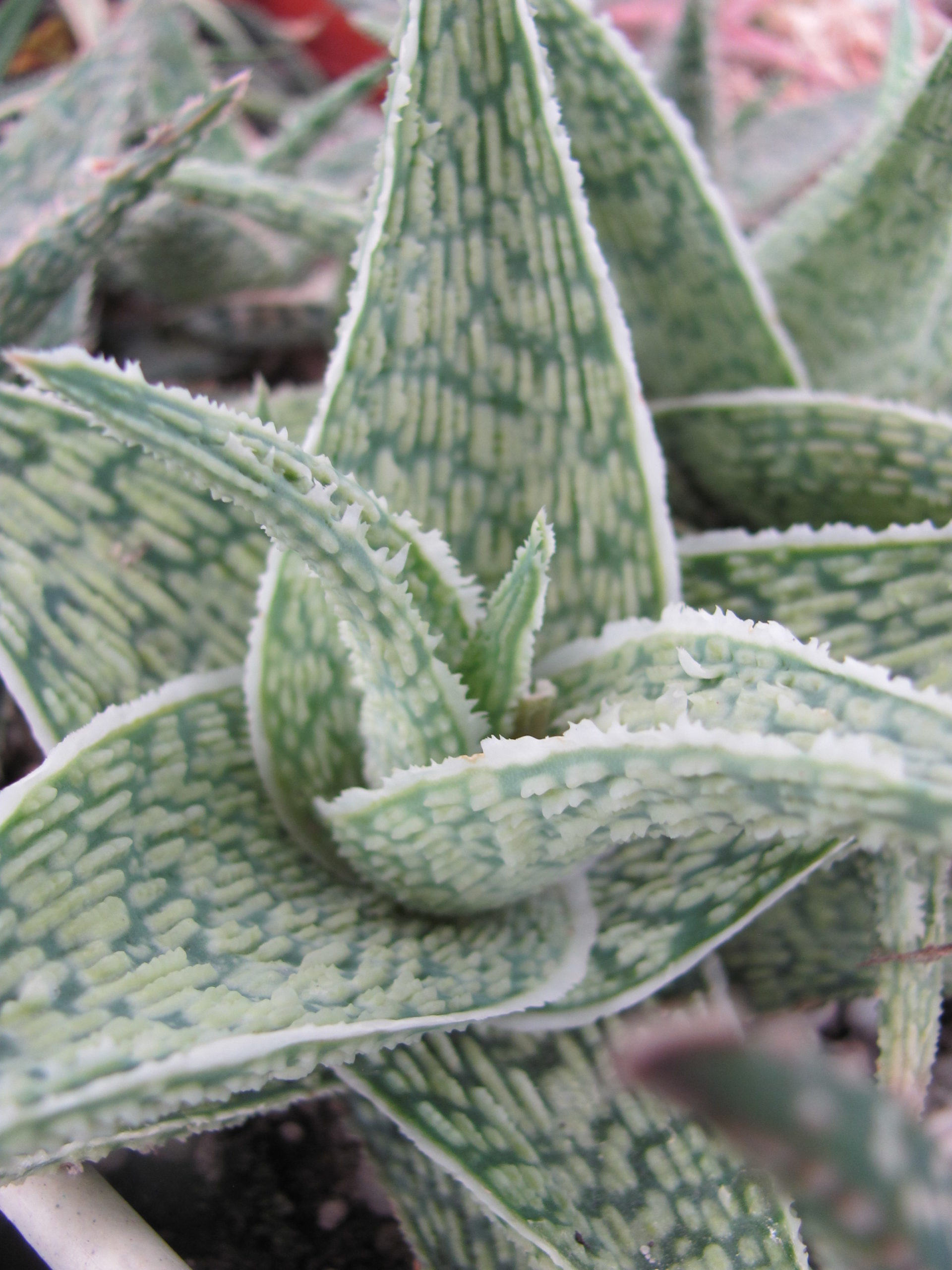 Aloe hybr.