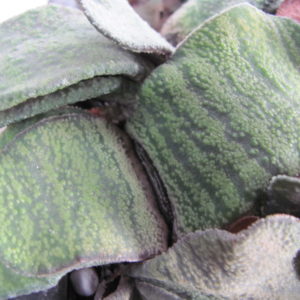 Gasteria  Dudon  x  Barberton