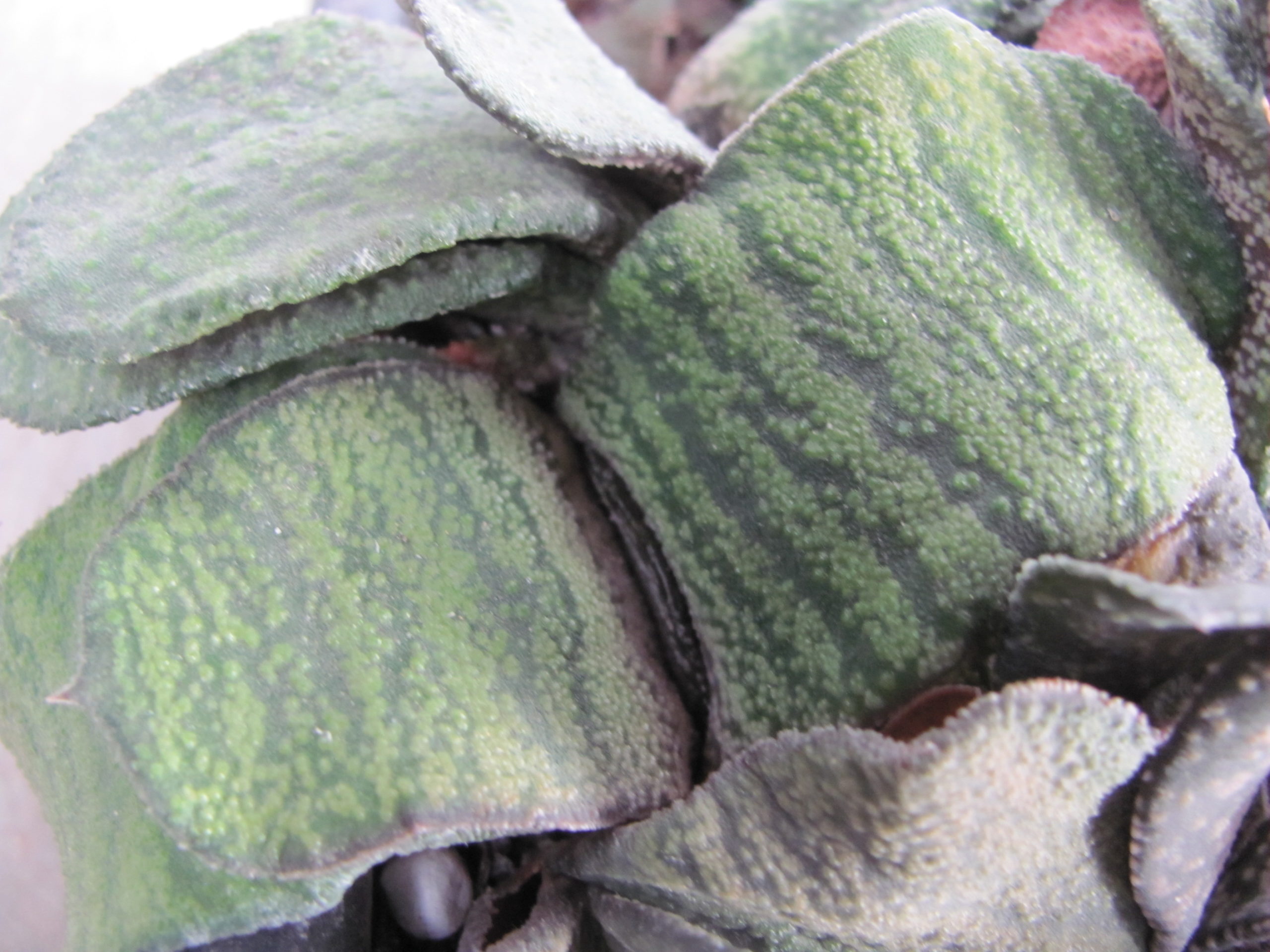 Gasteria  Dudon  x  Barberton