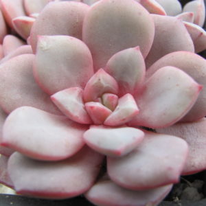 Echeveria   *Jelly Lem*   Red