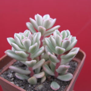 Sedum     *Jouce Tulloch*   variegata