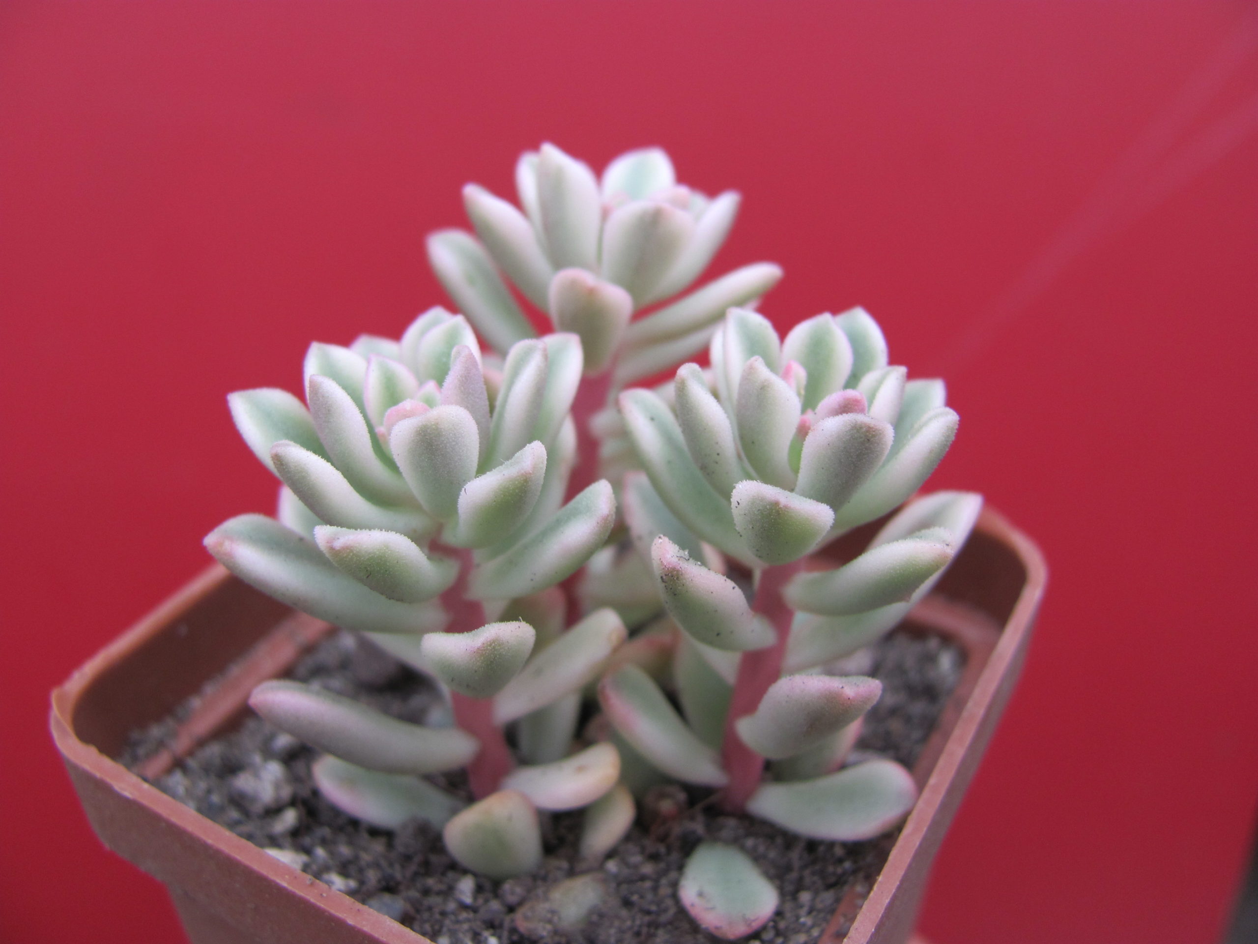 Sedum     *Jouce Tulloch*   variegata