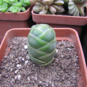 Crassula  barklyi
