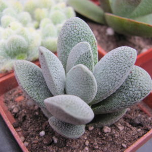 Crassula  tecta