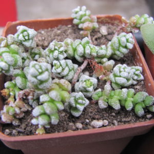 Crassula  coralina