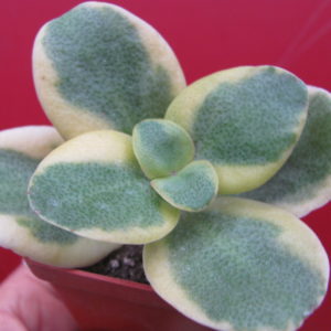 Crassula  multicava