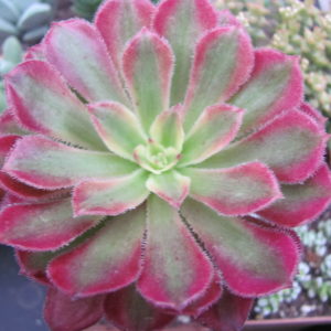 Aeonium Mardi Gras