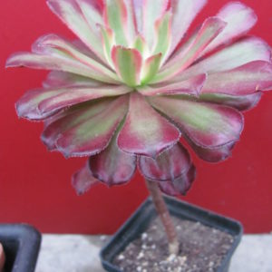 Aeonium Mardi Gras