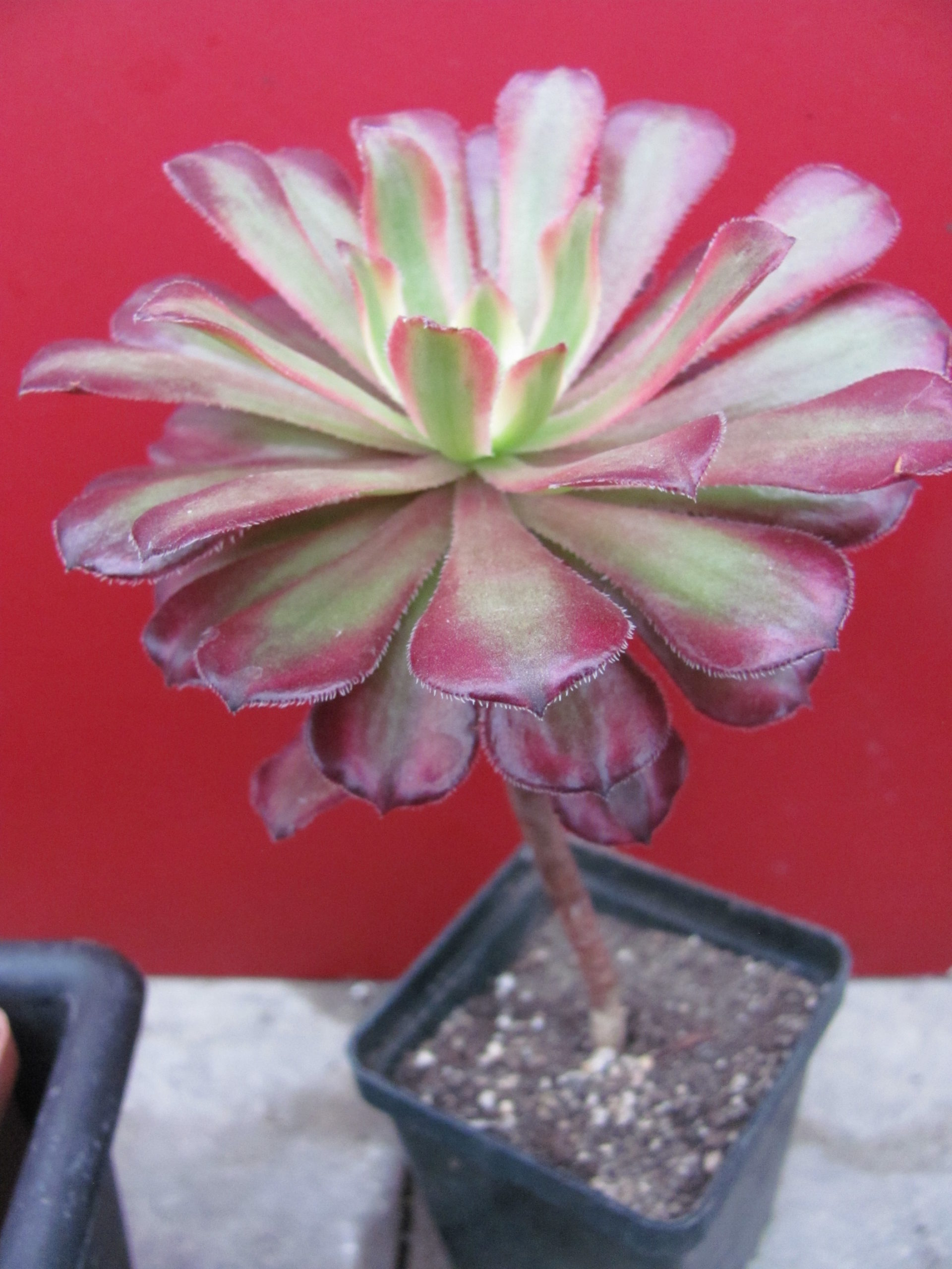 Aeonium Mardi Gras