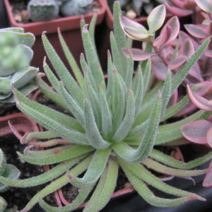 Crassula hirta    *Mossel Bay*