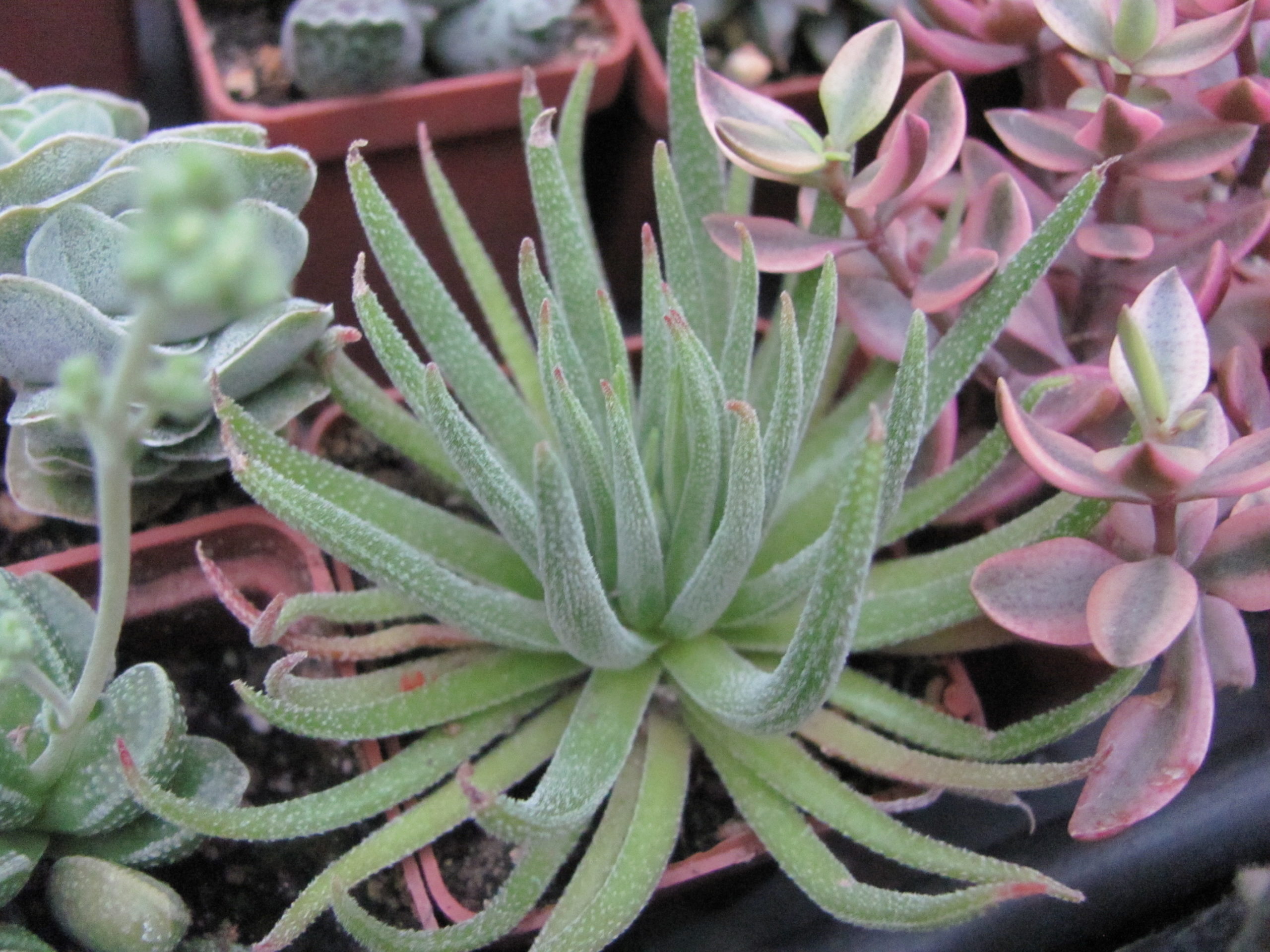 Crassula hirta    *Mossel Bay*