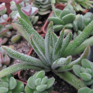 Crassula hirta